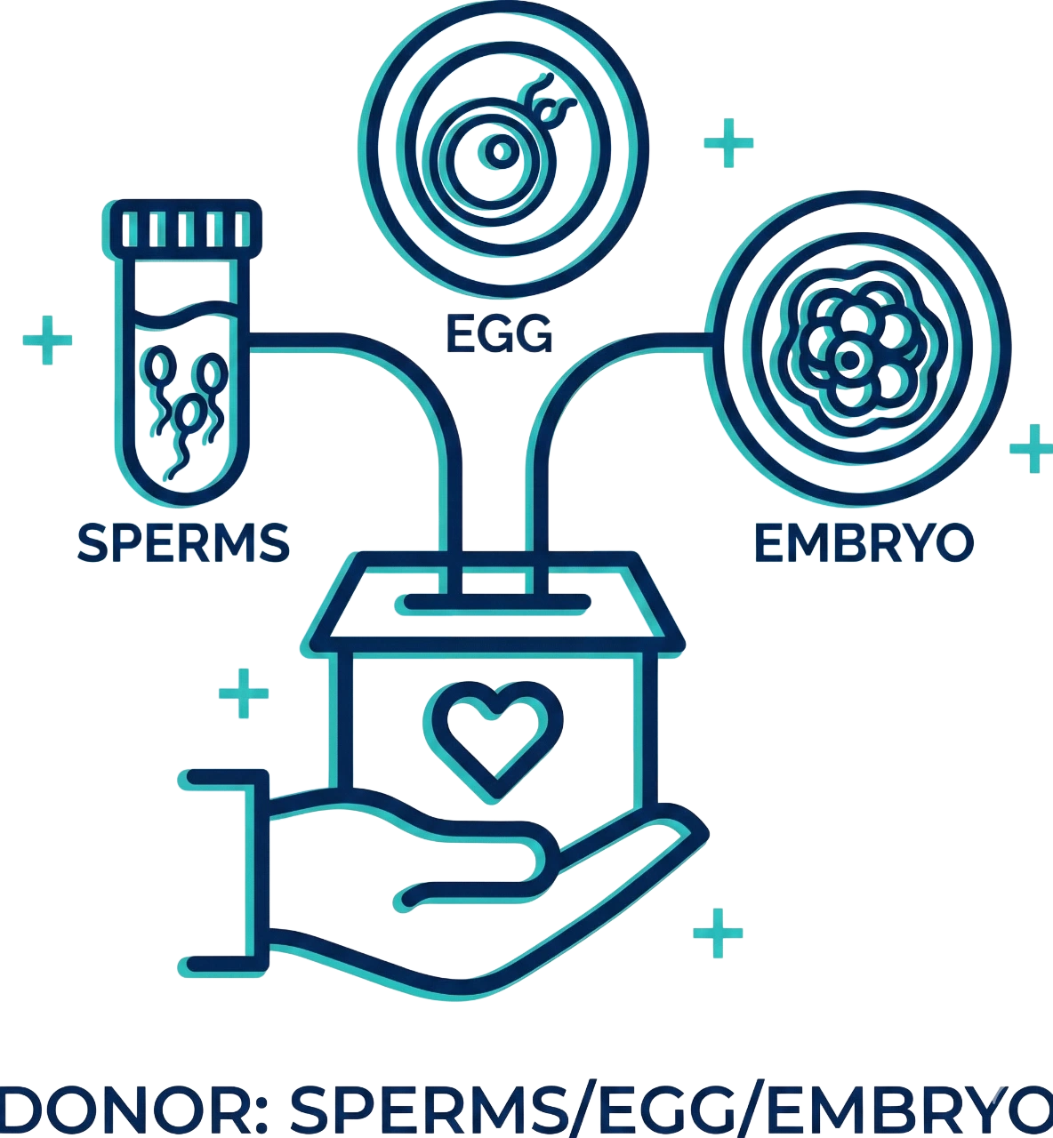 Donor - Sperms/Egg/Embryo Icon